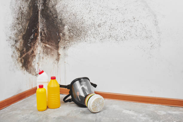 Best Mold Damage Repair  in Orangeville, UT