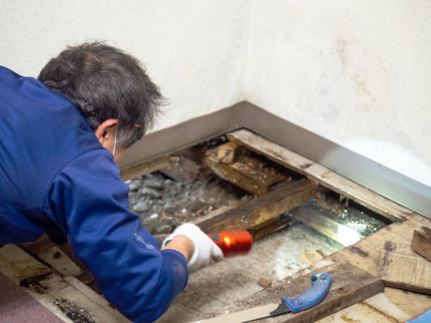 Best Attic Mold Removal  in Orangeville, UT