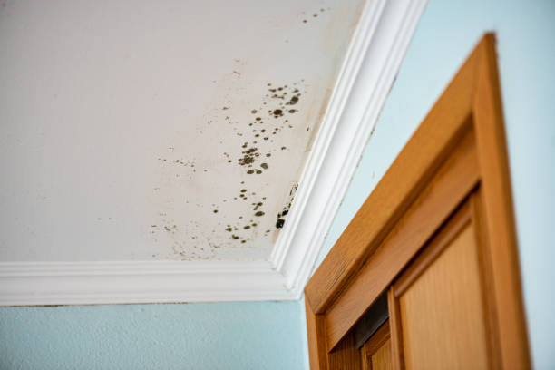 Best Residential Mold Removal  in Orangeville, UT