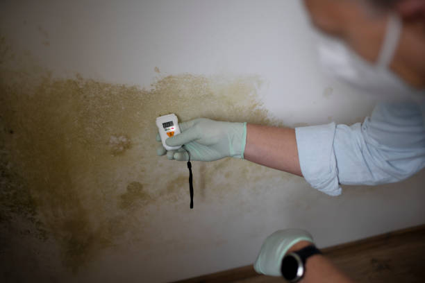 Reliable Orangeville, UT Mold Removal Solutions