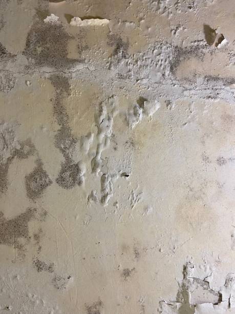 Best Mold Testing  in Orangeville, UT