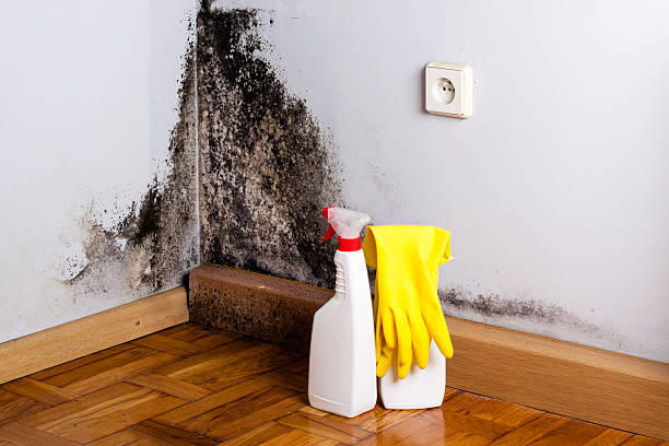 Best Mold Remediation Services  in Orangeville, UT